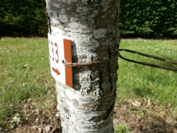 Plaque à arbre – Image 2