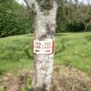 Plaque à arbre